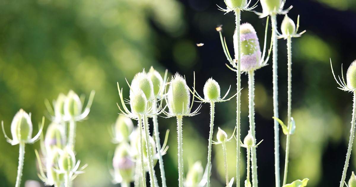 Keurmerk Persoonlijke Uitvaart
